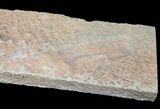 Rare Fossil Reptile Skin Impression - Green River Formation #12266-3